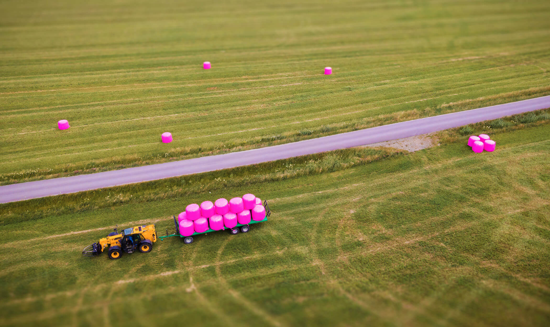 Pink silage film bales with hay