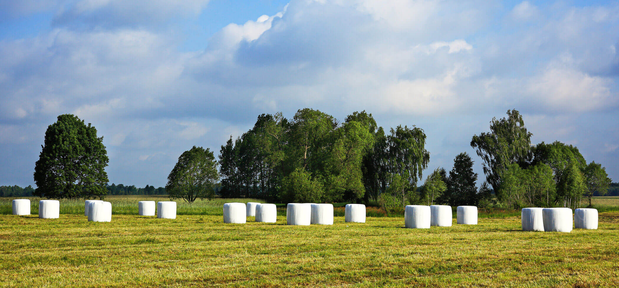 Baled hay with silage stretch film