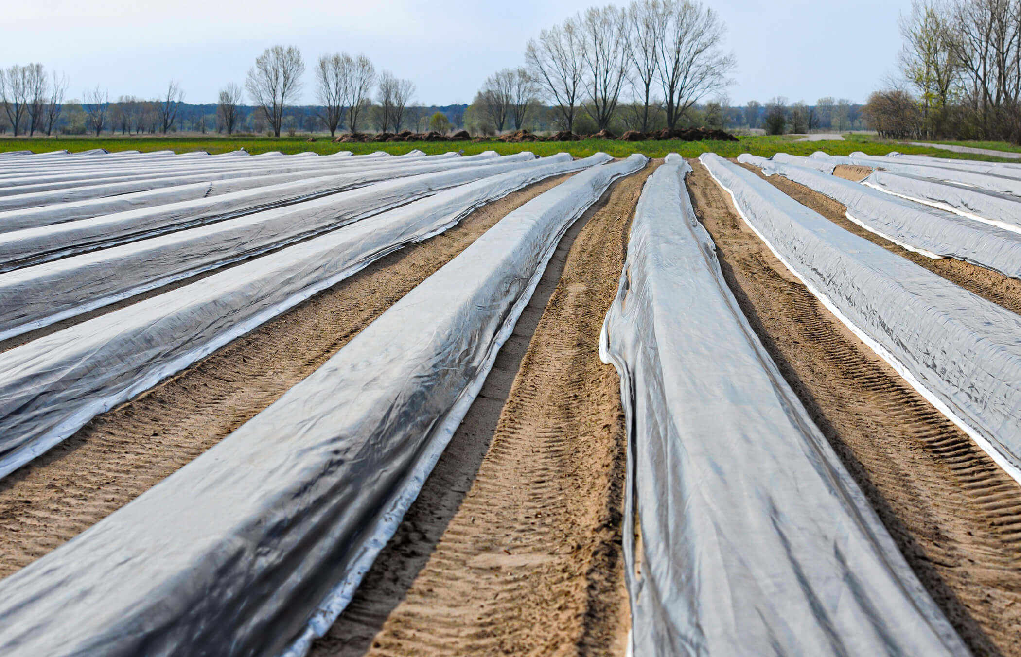 Asparagus plastic film