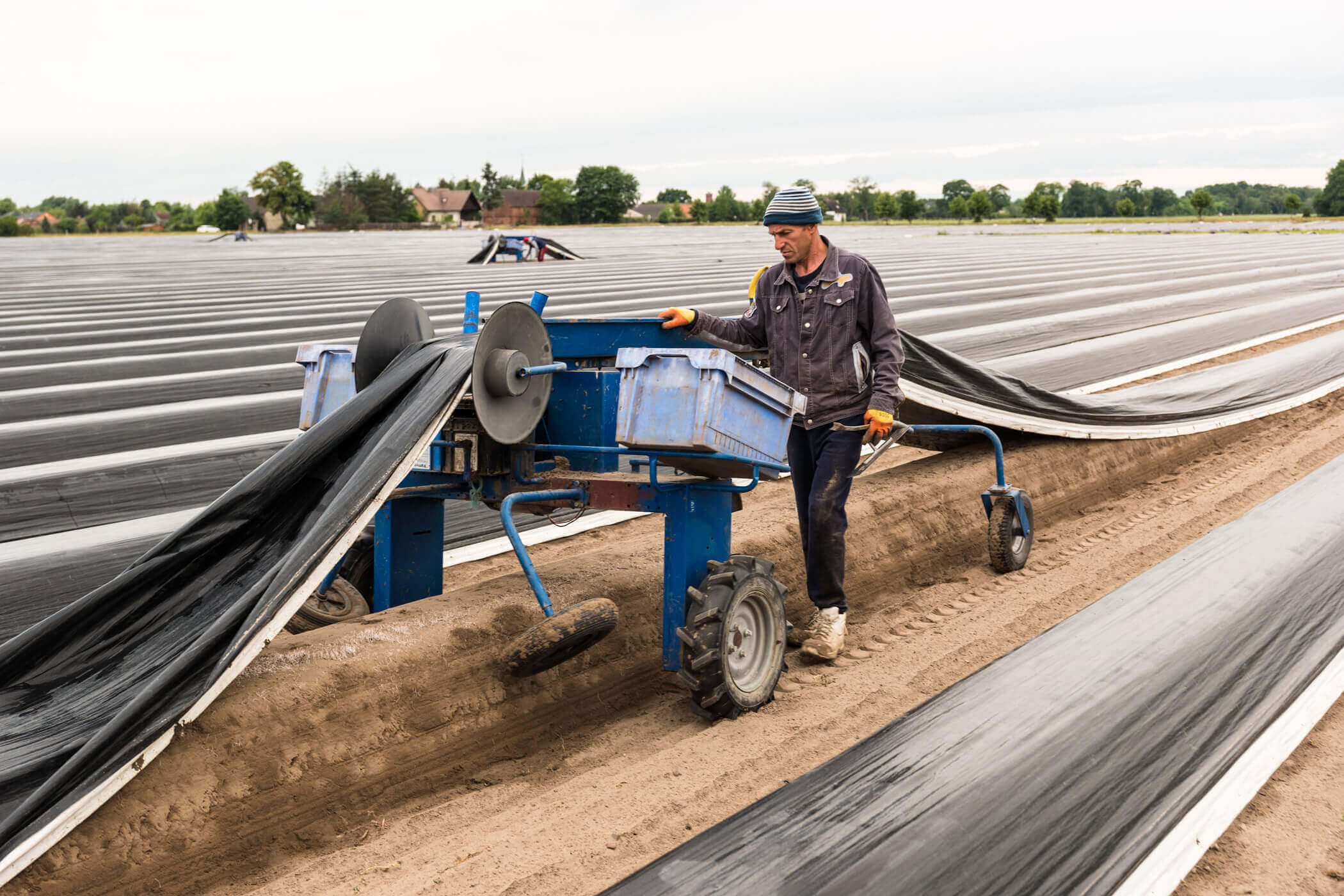 Asparagus film is laid in the field with machine