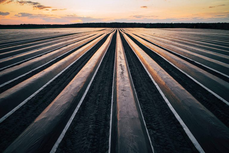 Field with rows of agri-film