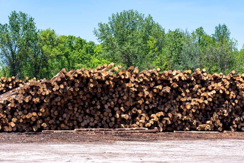 Logs from the southern yellow pine are collected in a pile. Green trees can be seen in the background.