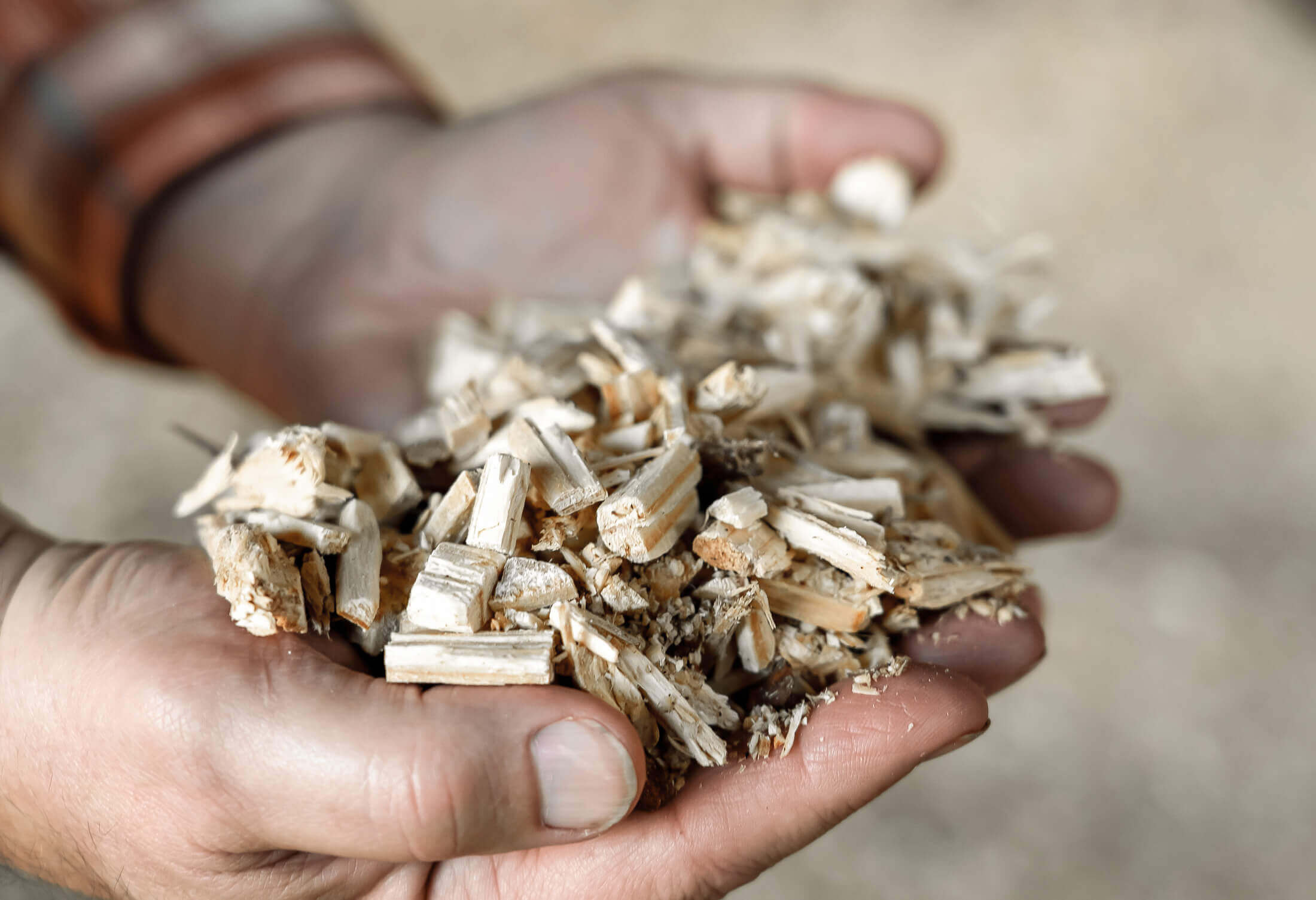 Shredded lumber mill waste wood in palms of hands